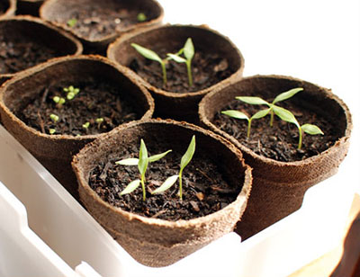 Как вырастить рассаду: наиболее популярные способы - 4