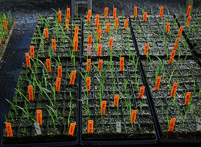 Как вырастить рассаду: наиболее популярные способы - 2