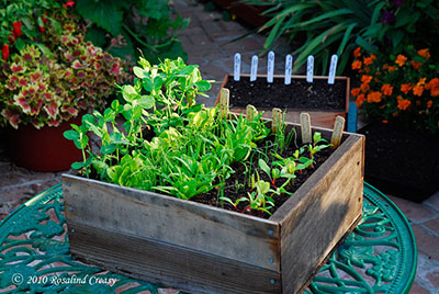 Как вырастить рассаду: наиболее популярные способы - 1