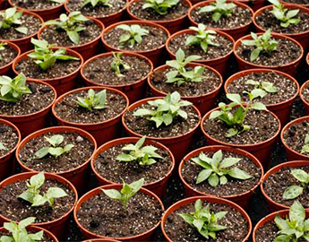 Удобрения и стимуляторы: как получить здоровую рассаду? - 2