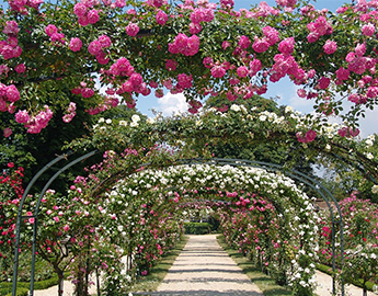 Саженцы роз: что нужно знать, приобретая колючих красавиц?