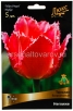 Тюльпан бахромчатый Неглиже (в пакете 5 шт) цена за пакет луковичные (Голландия) 
