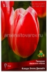 Тюльпан дарвиновский Кэнди Эппл Дилайт (в пакете 5 шт) цена за пакет луковичные (Голландия) 