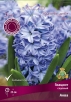 Гиацинт Аква (в пакете 3 шт) цена за пакет луковичные (Голландия) 