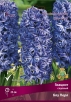 Гиацинт Блу Перл (в пакете 3 шт) цена за пакет луковичные (Голландия) 