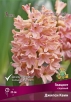 Гиацинт Джипси Квин (в пакете 3 шт) цена за пакет луковичные (Голландия) 
