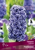 Гиацинт Рембрандт (в пакете 3 шт) цена за пакет луковичные (Голландия) 