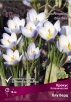 Крокус ботанический Блу Перл (в пакете 10 шт) цена за пакет луковичные (Голландия) 