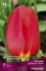 Тюльпан дарвиновский Блашинг Апелдорн (в пакете 5 шт) цена за пакет луковичные (Голландия) 
