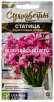 Семена Статица однолетник Коралловые рифы (серия Сухоцветы) 0,05 гр цветной пакет годен до 31.12.2029 (Семена Алтая) 
