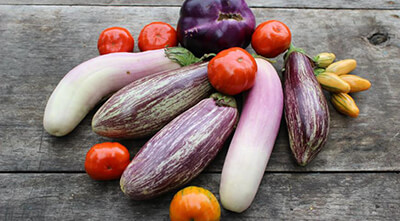 Когда сажать баклажаны: выращивание в теплице, уход за рассадой и тонкости агротехники для получения хорошего урожая