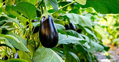 Когда сажать баклажаны: выращивание в теплице, уход за рассадой и тонкости агротехники для получения хорошего урожая