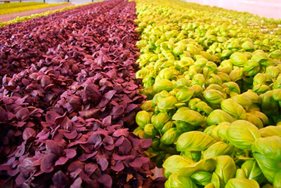 Что нужно для выращивания базилика в домашних условиях?