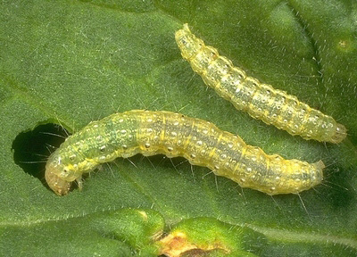 Три в одном: почему «Батрайдер» не имеет аналогов? - 4