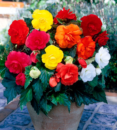 Тропические красавицы для дома и сада: как выращивать клубневые бегонии?