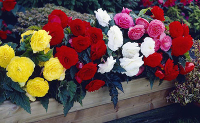 Тропические красавицы для дома и сада: как выращивать клубневые бегонии?