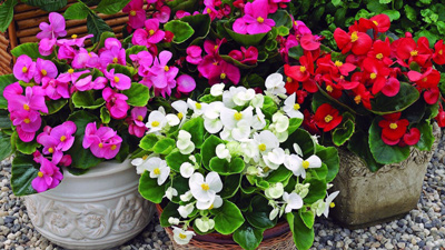 Как выращивать клубневые бегонии?