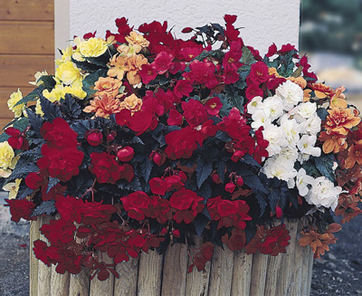 Как выращивать клубневые бегонии?