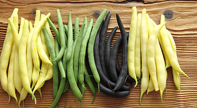 Выращивание фасоли в открытом грунте от А до Я