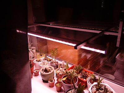 Как правильно выбрать, какую купить и как использовать фитолампу для комнатных растений