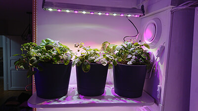 Как правильно выбрать, какую купить и как использовать фитолампу для комнатных растений