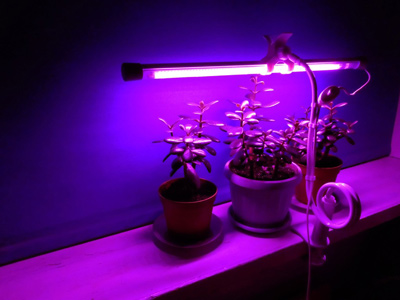 Солнышко в доме: как выбрать фитолампы для рассады на подоконнике?
