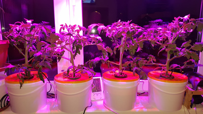 Как выбрать фитолампы для рассады на подоконнике?