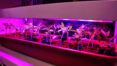 Как выбрать фитолампы для рассады на подоконнике?