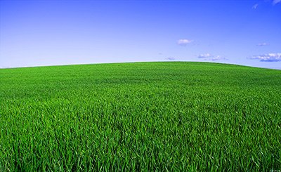 Семена газоны