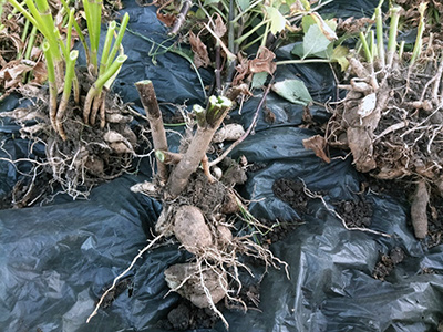 Георгины: посадка и уход в открытом грунте