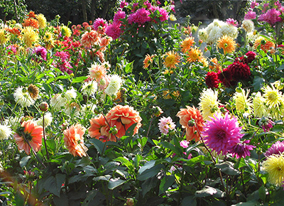 Георгины: посадка и уход в открытом грунте