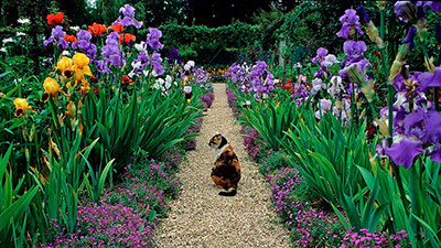 Пересадка ирисов и уход за цветами в открытом грунте