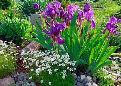 Пересадка ирисов и уход за цветами в открытом грунте