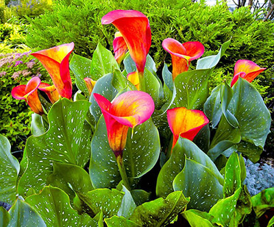 Зантедеския или калла? Выращивание в домашних условиях и уход в открытом грунте