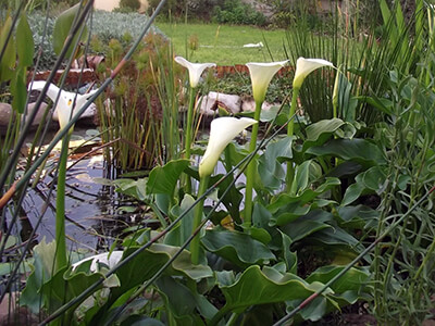 Зантедеския или калла? Выращивание в домашних условиях и уход в открытом грунте