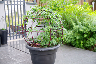 Держатели и опоры для растений