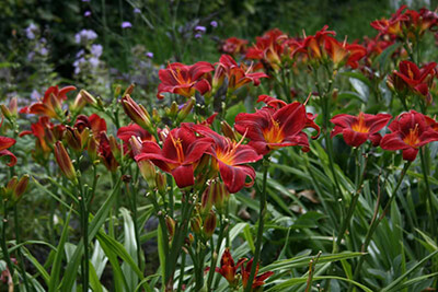 Гибридные лилейники в ландшафтном дизайне