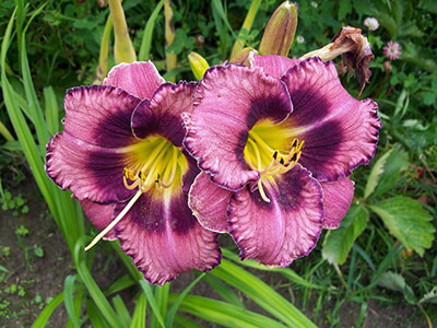 Красота без забот: гибридные лилейники в ландшафтном дизайне