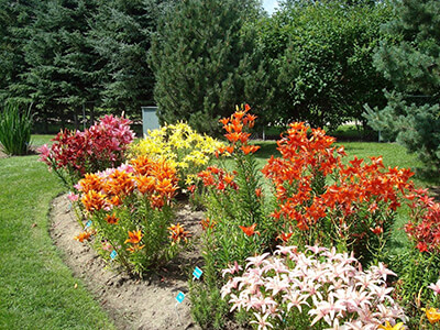 Когда сажать луковицы лилий, какие сорта выбрать?