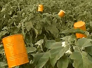 Ловушки от вредителей