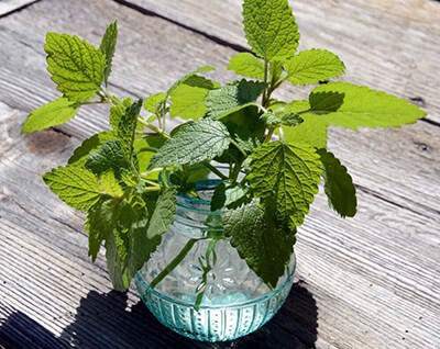 Как правильно подойти к выращиванию мяты и мелиссы на подоконнике?