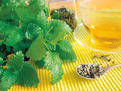 Как правильно подойти к выращиванию мяты и мелиссы на подоконнике?