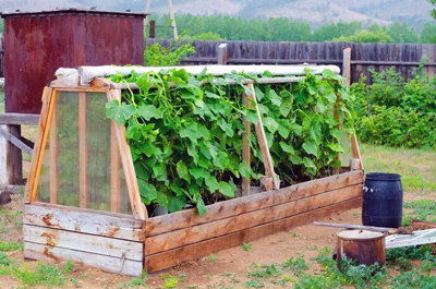 Выращивание огурцов