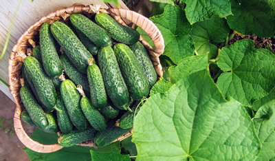 Выращивание огурцов