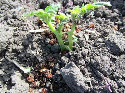 купить средство «Престиж»