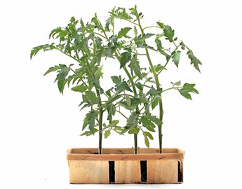 Маленькие хитрости богатых урожаев: как лучше сеять семена?