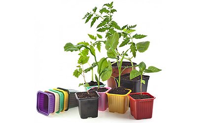 Первый «дом» будущего урожая: как выбрать ящики для рассады?