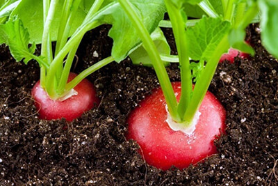 Можно ли вырастить редис на подоконнике зимой?