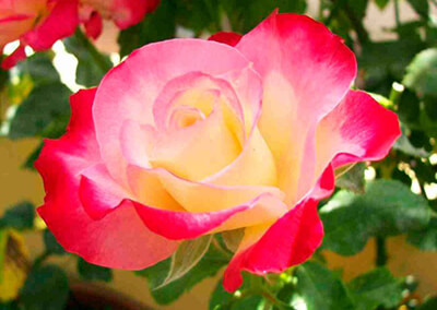 Королева в саду: посадка, уход и обрезка чайно-гибридных роз