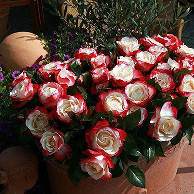 Саженцы роз